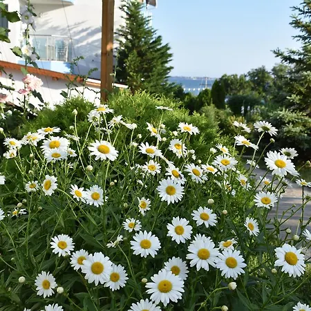 Nushev 2* סבטי ולאס